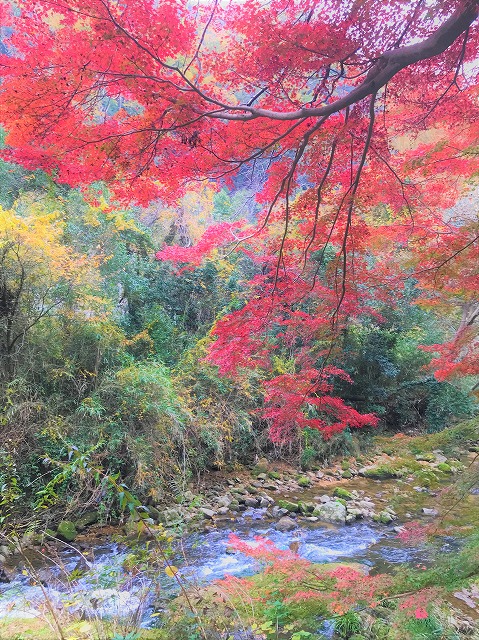 f:id:SweetFlower:20191129142606j:plain f:id:SweetFlower:20191129142606j:plain