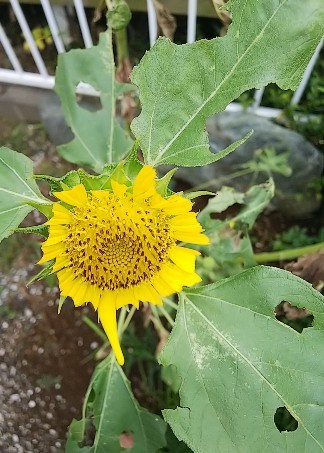 f:id:Swing:20180913122737j:image