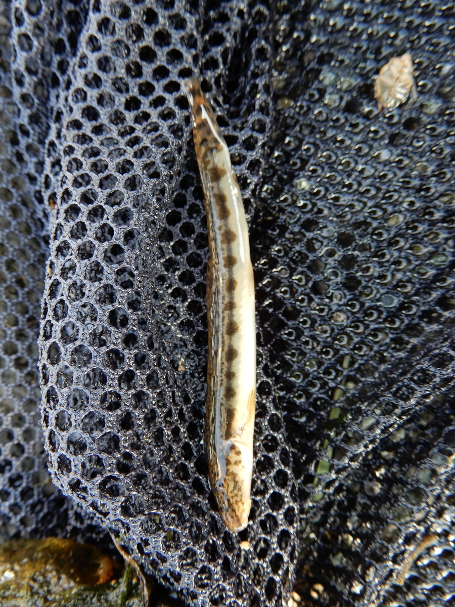f:id:Sympetrum:20210309003239j:plain