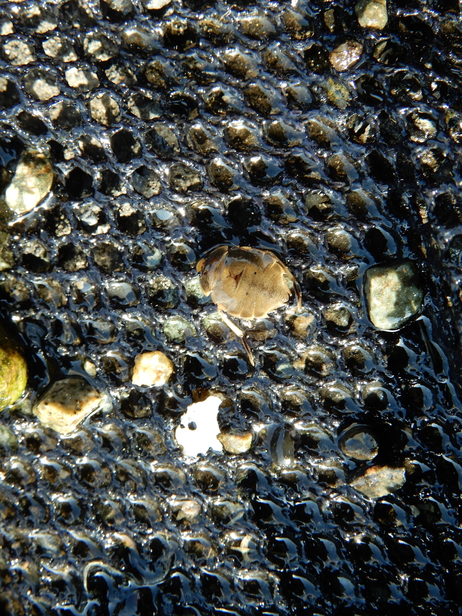 f:id:Sympetrum:20210309004741j:plain