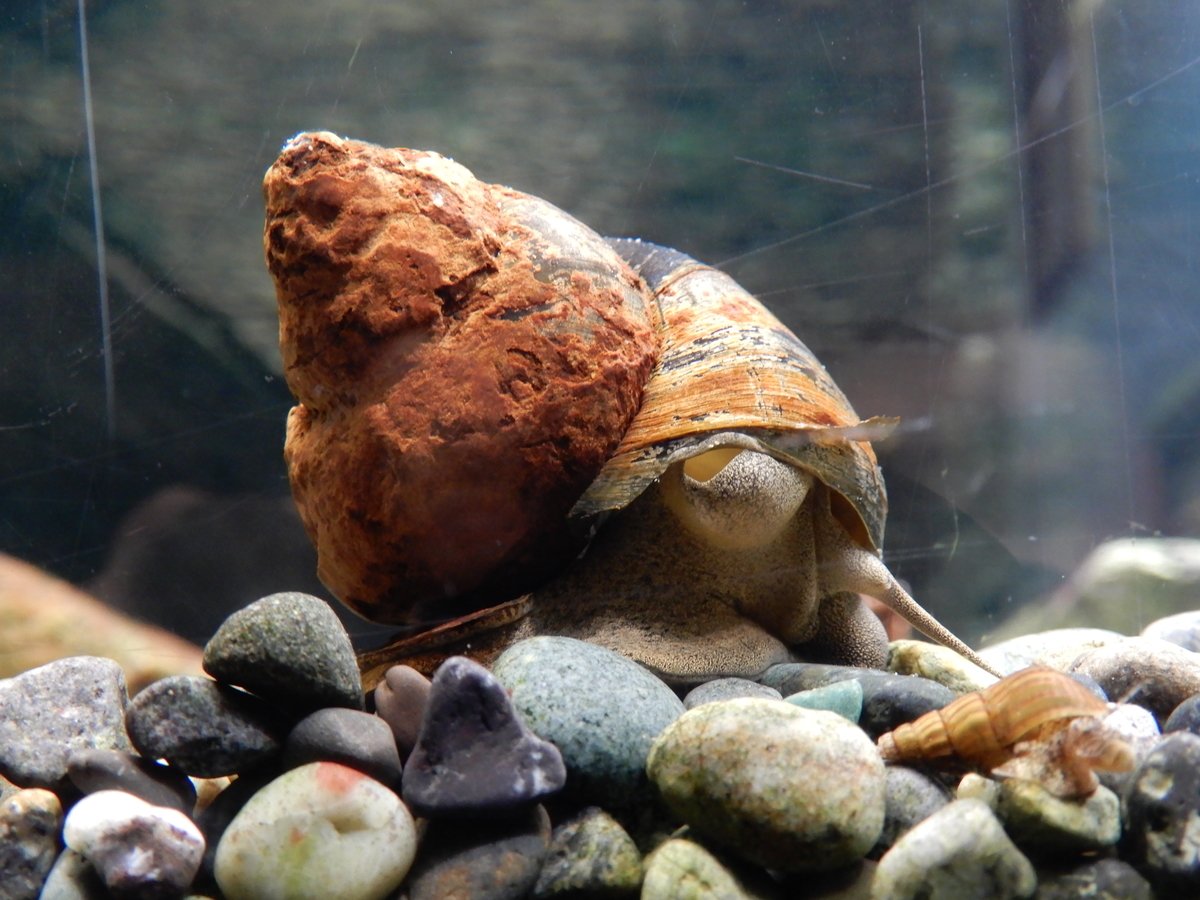 f:id:Sympetrum:20210310155705j:plain