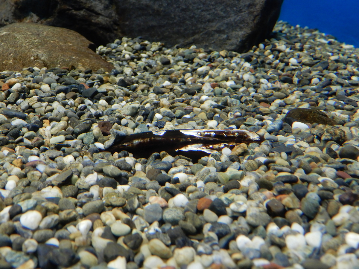 f:id:Sympetrum:20210310155752j:plain