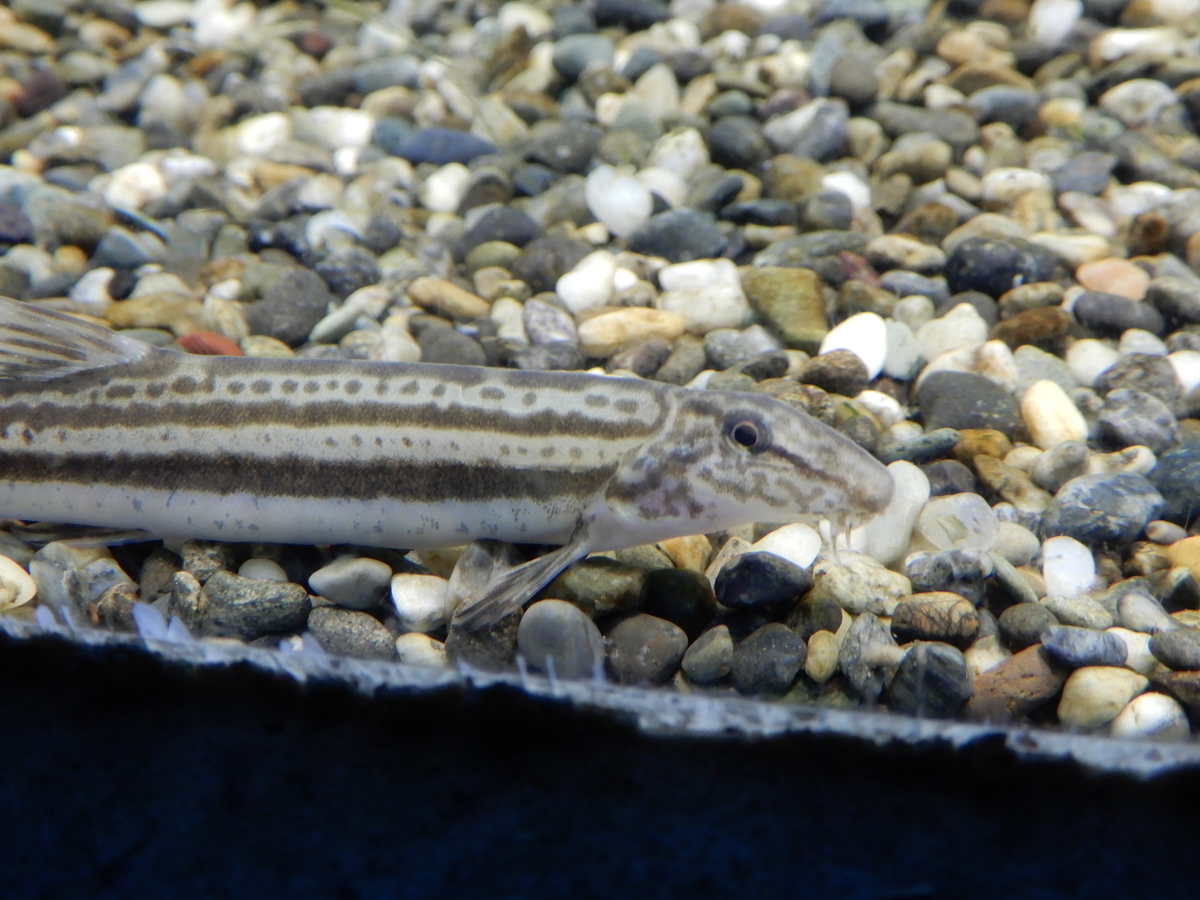 f:id:Sympetrum:20210310161518j:plain