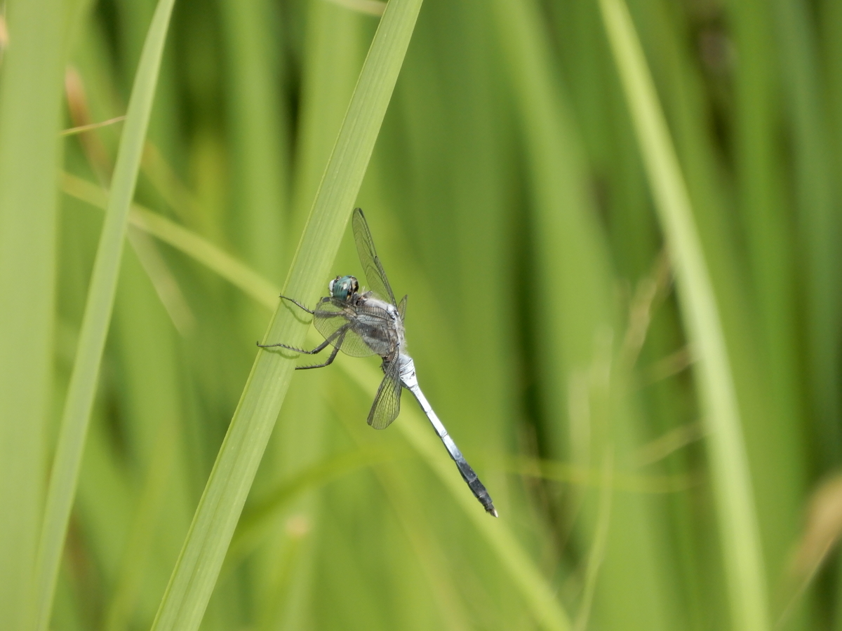 f:id:Sympetrum:20210809092930j:plain