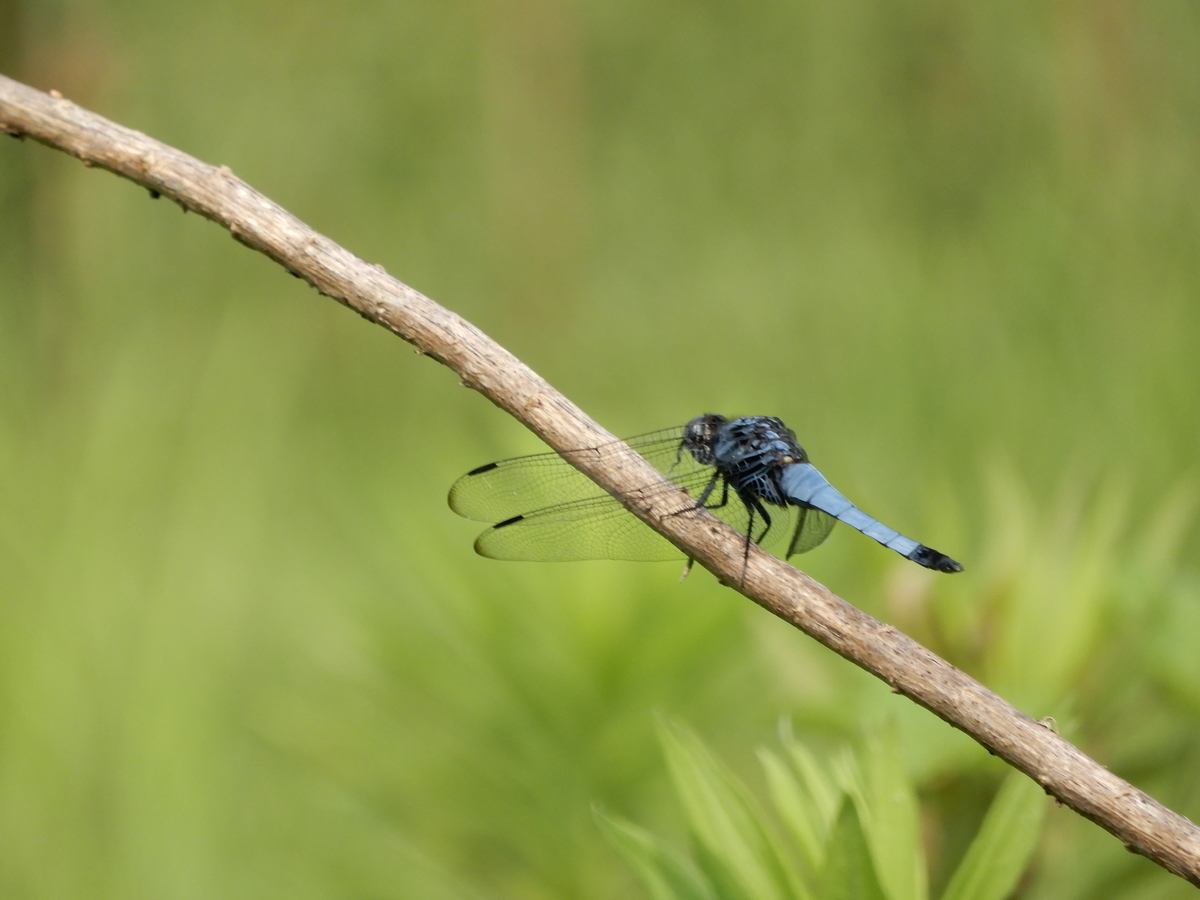 f:id:Sympetrum:20210809095224j:plain
