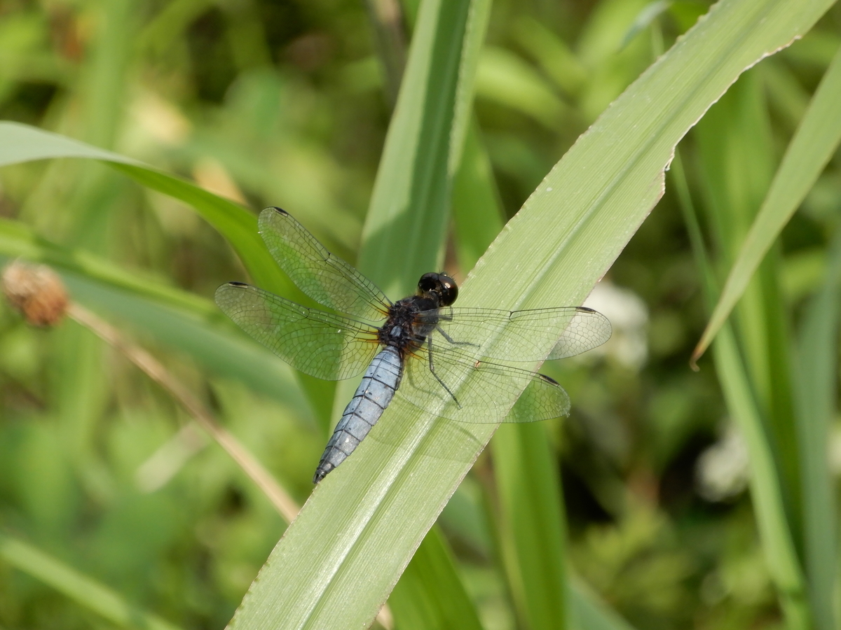f:id:Sympetrum:20210809100958j:plain