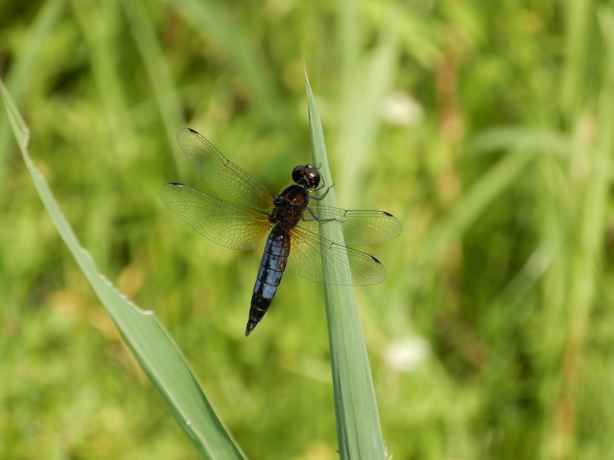 f:id:Sympetrum:20210809101031j:plain