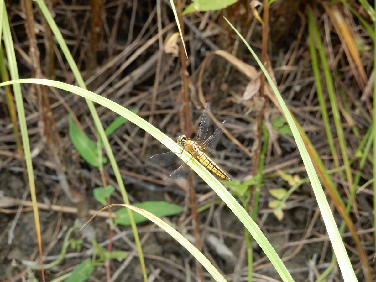 f:id:Sympetrum:20210809101100j:plain