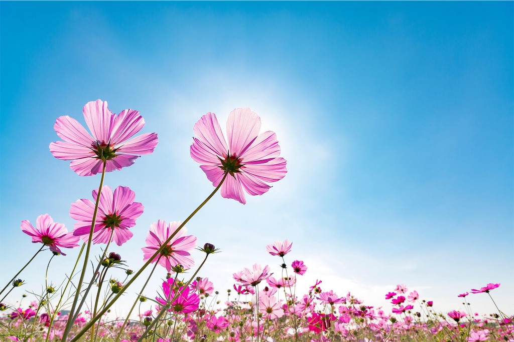 f:id:Sympho009:20190601141452j:image