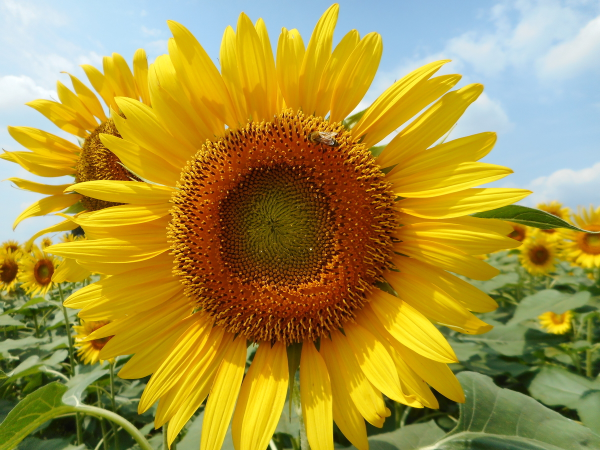 f:id:SystemEngineers:20200822180146j:plain f:id:SystemEngineers:20200822180146j:plain