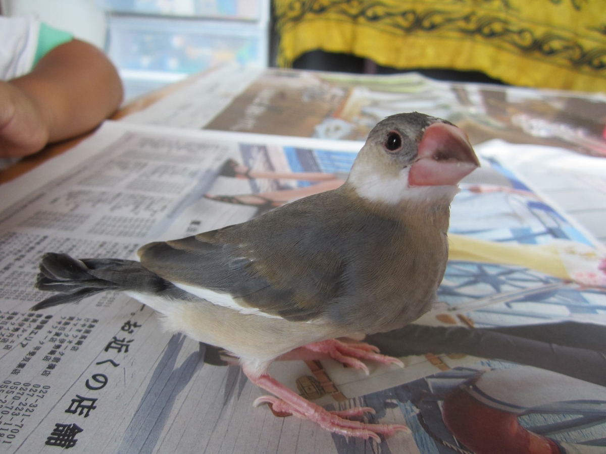 7年間共に過ごした文鳥を忘れないための記事 つれづれ記 7年間共に過ごした文鳥を忘れないための記事 つれづれ記