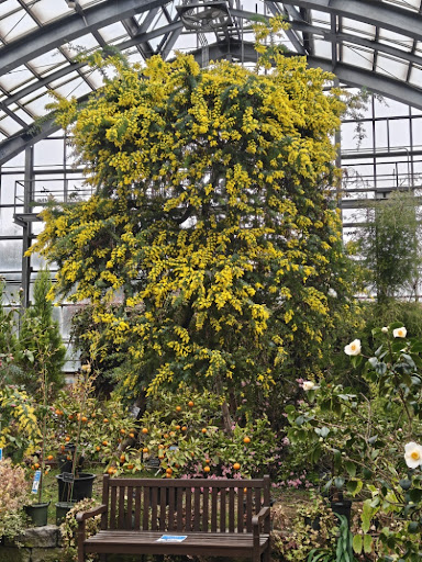 大きなミモザ全景（植物園の温室）2026年3月1日
