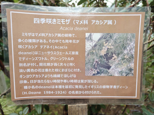 ミモザ説明文