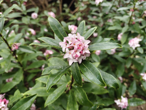 沈丁花（ジンチョウゲ）