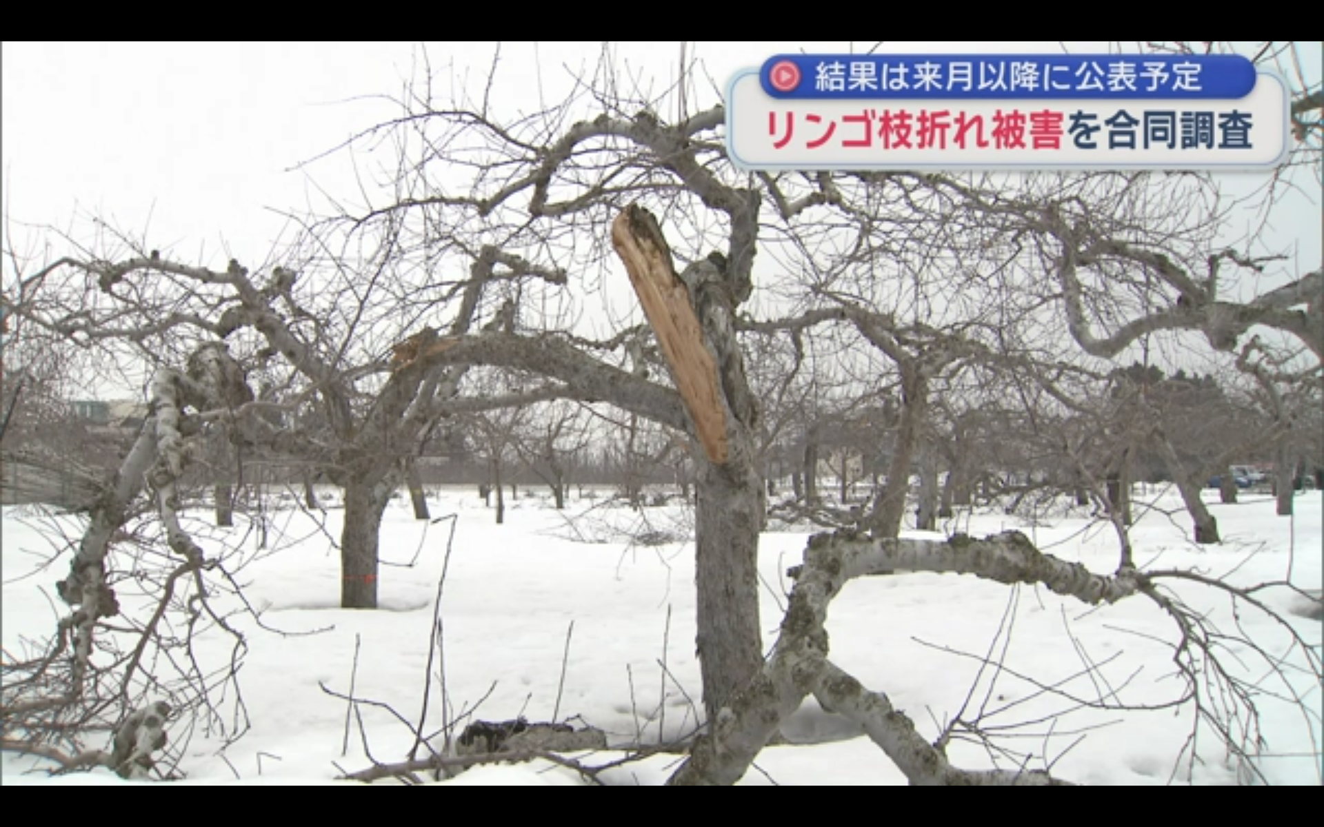 雪害により折れた青森リンゴの木（2026年3月10日配信ABA青森朝日放送動画キャプチャ）