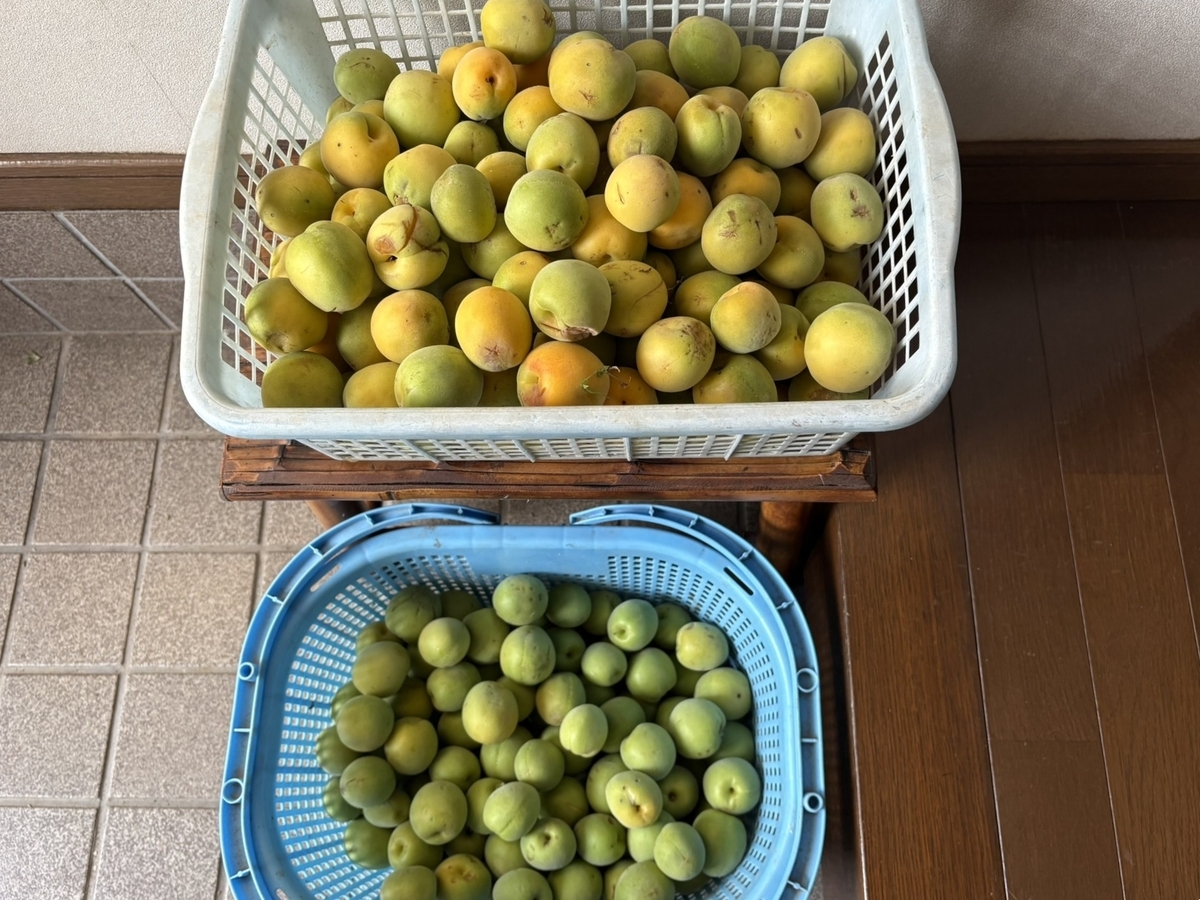 約10キロの梅を4つに分けて♪ | 日々これ好き日かな♪