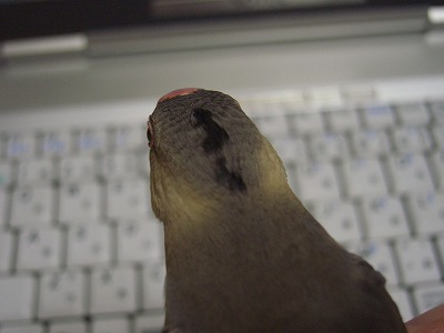 イメージ 8