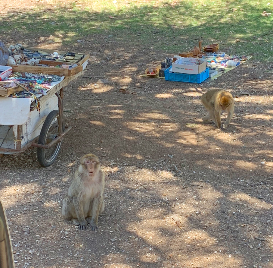 f:id:TABmon:20190610151932j:plain f:id:TABmon:20190610151932j:plain