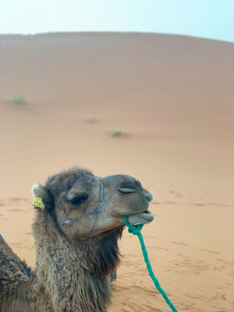f:id:TABmon:20190610180658j:plain f:id:TABmon:20190610180658j:plain