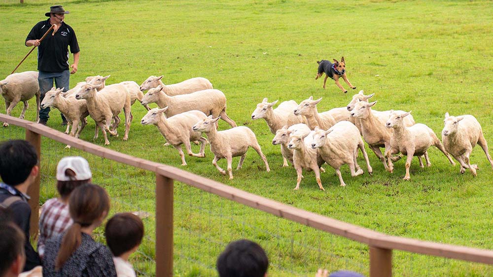 犬をヒツジが追う