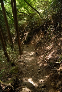 [登山][巨樹]