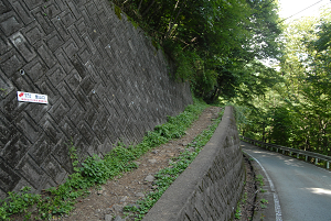 [登山][巨樹]