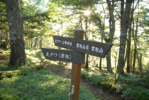 [登山][巨樹]