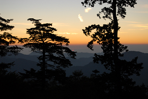 [登山][巨樹]