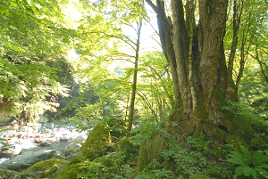 [登山][巨樹]