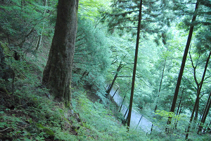 [登山][巨樹]