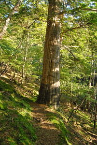 [登山][巨樹]