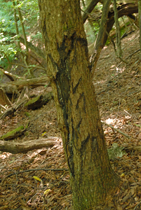 [登山][巨樹]