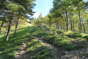 [登山][巨樹]