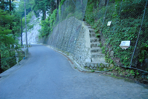 [登山][巨樹]