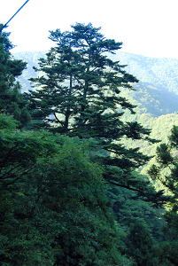 [登山][巨樹]