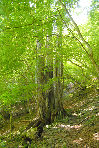 [登山][巨樹]