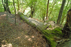 [登山][巨樹]