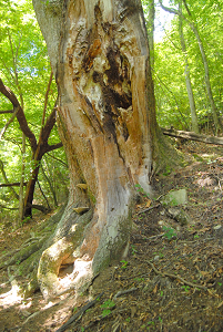 [登山][巨樹]