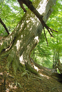 [登山][巨樹]