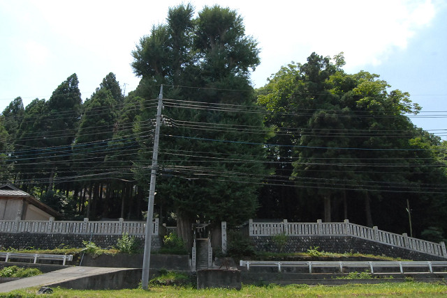 霧嶋神明社のイチョウ
