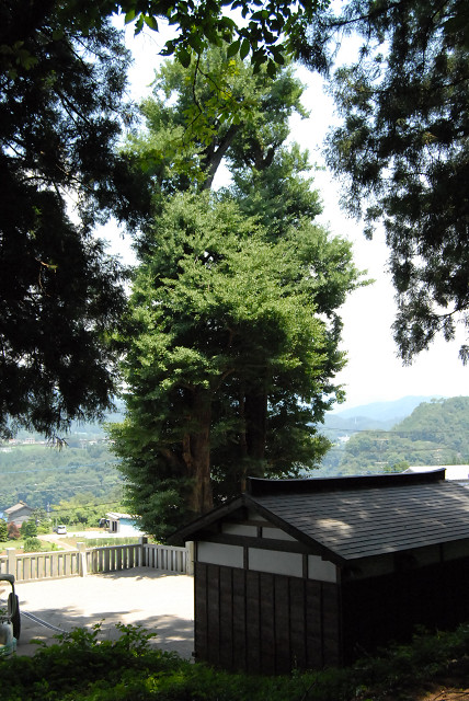 霧嶋神明社のイチョウ
