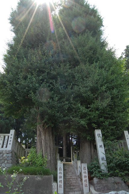 霧嶋神明社のイチョウ