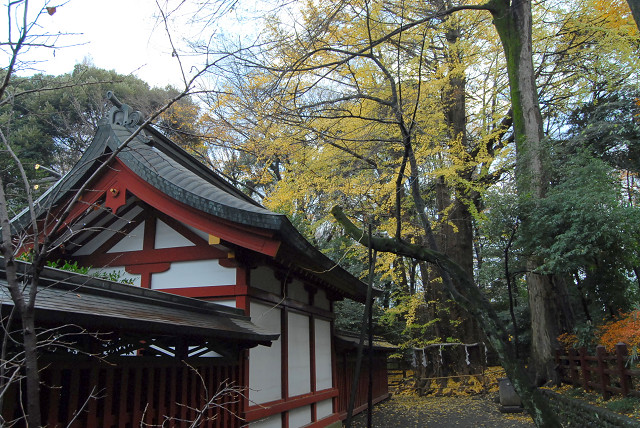 大國魂神社の巨樹