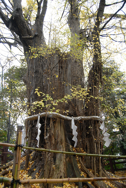 大國魂神社の巨樹