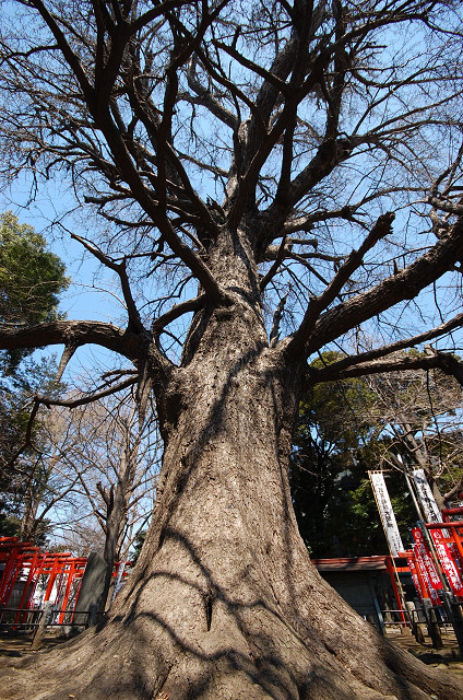 鬼子母神堂の大イチョウ 