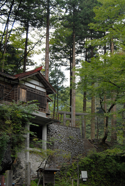 金袋山のミズナラ