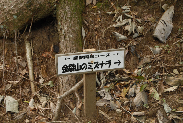 金袋山のミズナラ