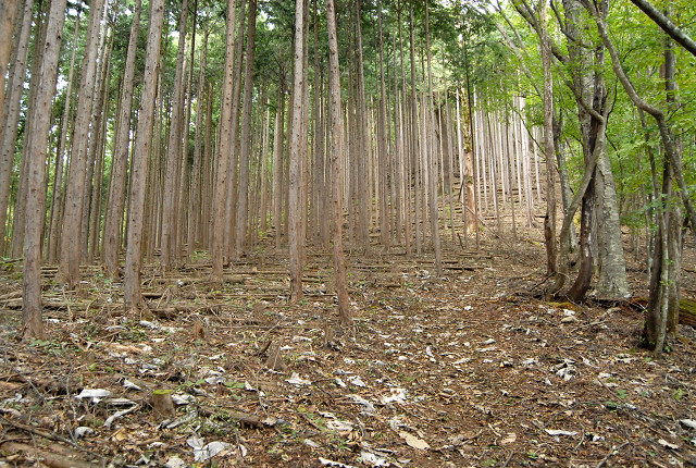金袋山のミズナラ
