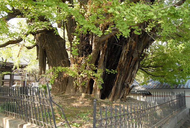 f:id:TADAO-FACTORY:20200501152405j:plain 麻布山善福寺の「逆さイチョウ」