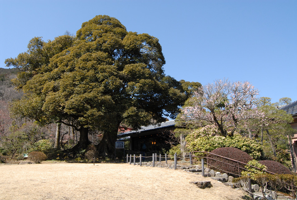吉川英治記念館のシイノキ フリーライター 日日maika I